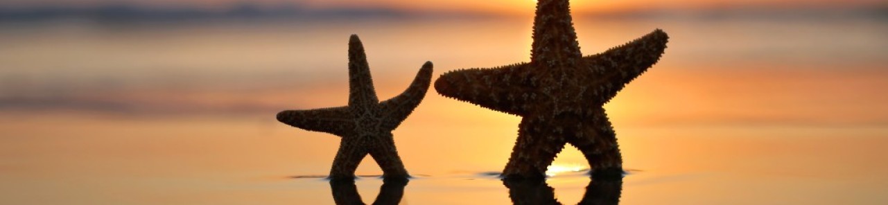 starfish on beach 