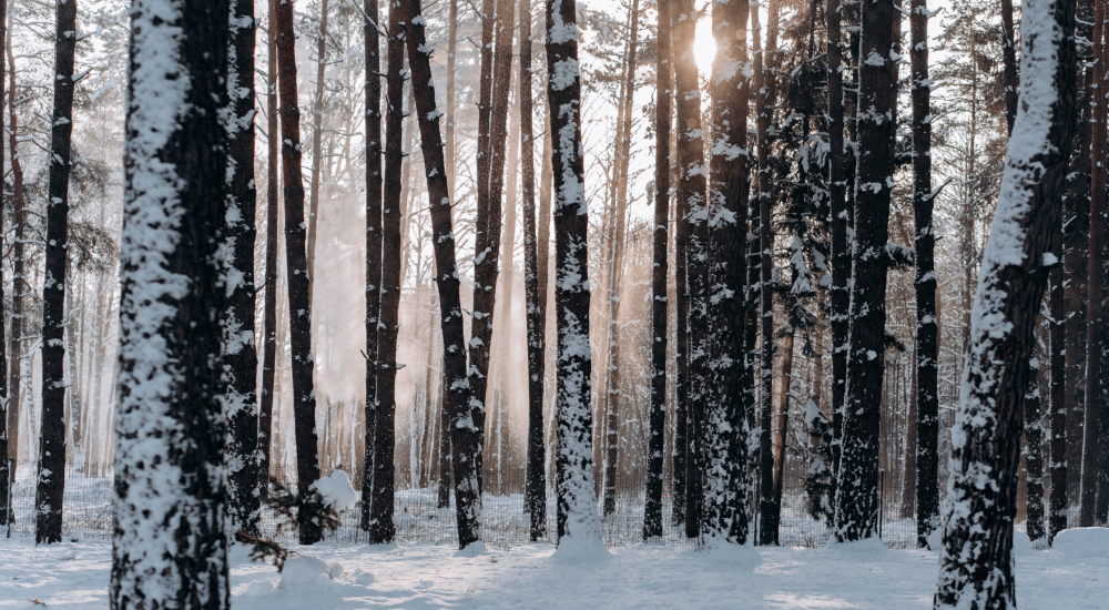 header image with winter woods with sunshine