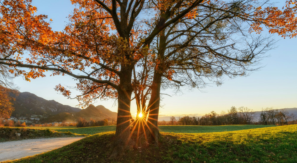 sunrise through the trees