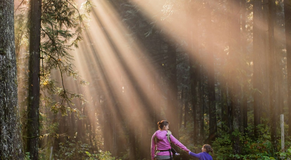 blog banner sun through trees
