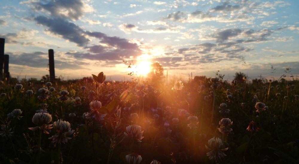 sun rising over flower field