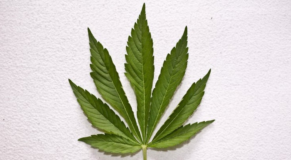 Cannabis