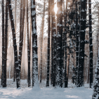 header image with winter woods with sunshine