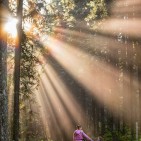 blog banner sun through trees