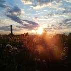sun rising over flower field