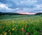 decorative image - field of flowers