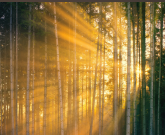 light streaming through trees in forest
