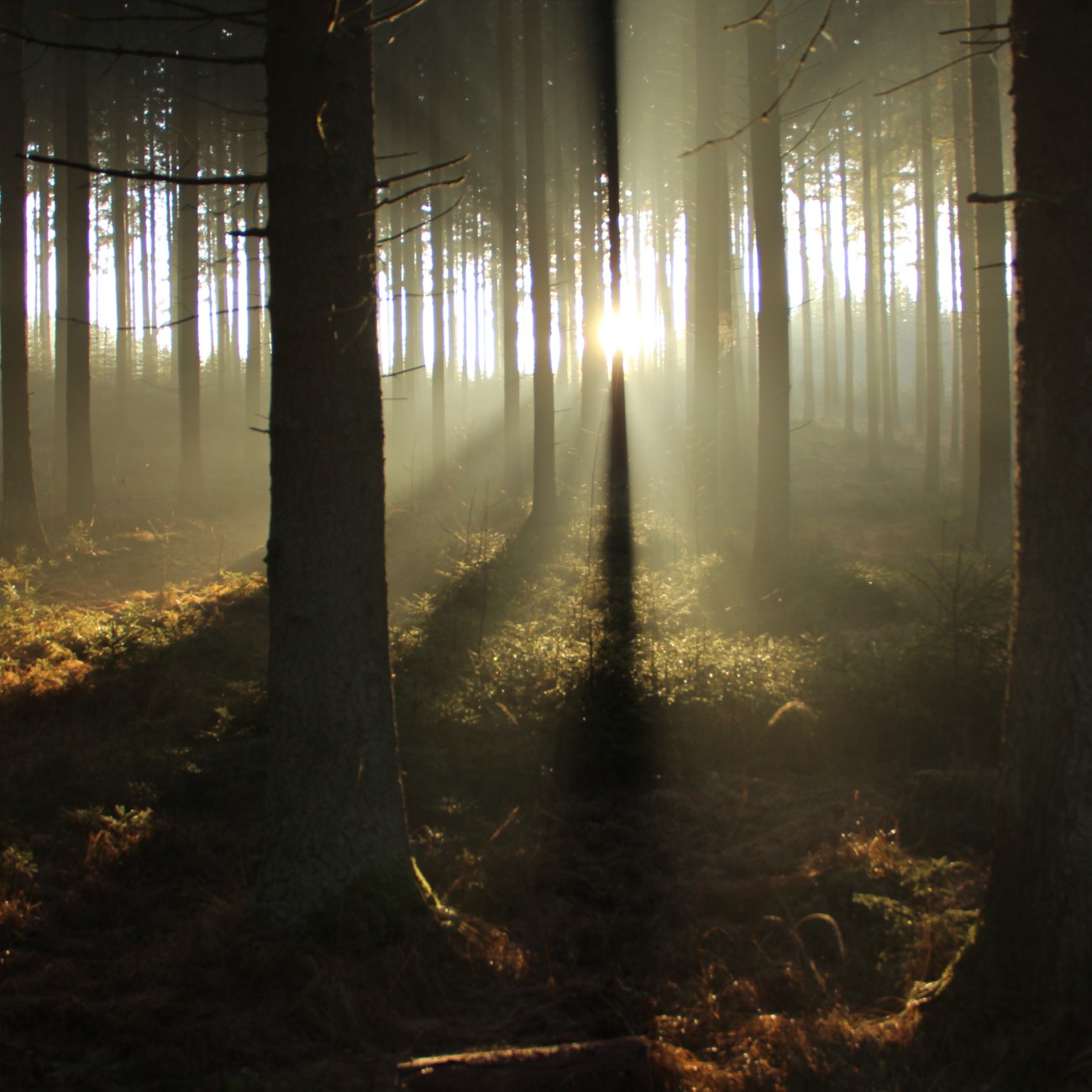 Forest